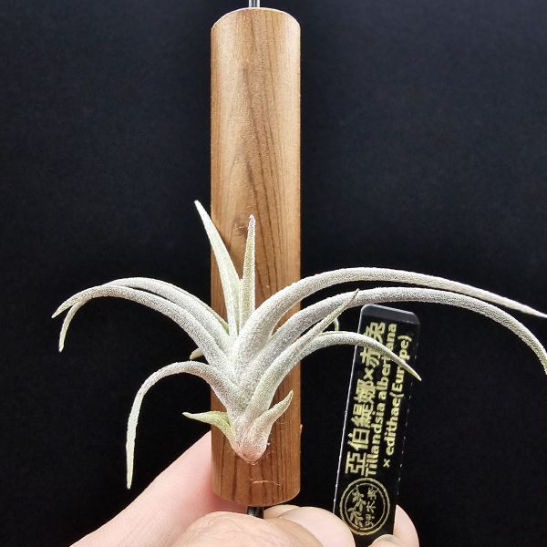 亞伯緹娜×赤兔(鮮豔紅花小型交種)/Tillandsia albertiana × edithae(Europe)~圖四成株開花參照~ 