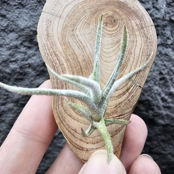 Tillandsia balsasensis(Europe)歐洲正確的巴爾薩斯，少見流通。 