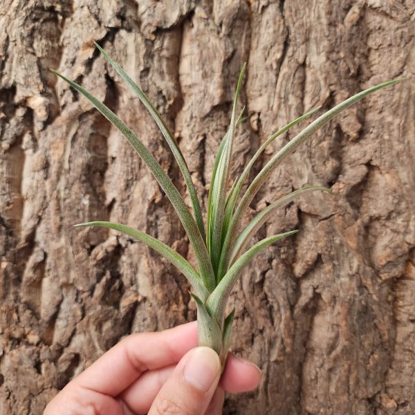 卡比他他-馬龍(TI)/Tillandsia Capitata Maroon 