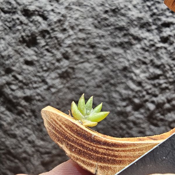 吉利/Tillandsia gilliesii forma major 