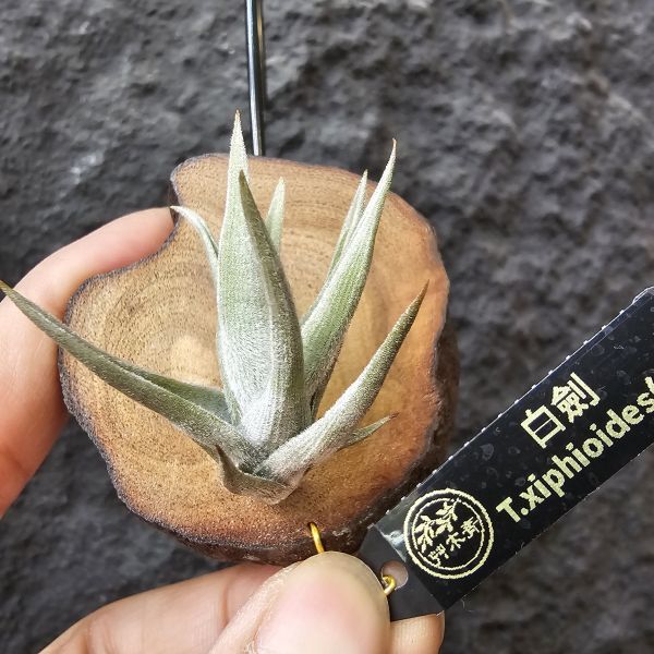 白劍/Tillandsia xiphioides(TI) 
