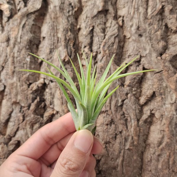 空可樂×小精靈/Tillandsia Concolor × Ionantha 