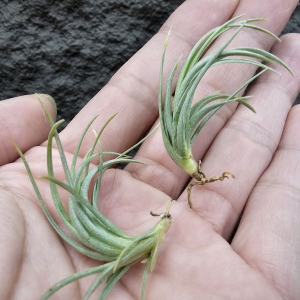 Tillandsia tenuifolia var. saxicola(SSS尺寸不挑株)紫水晶變異型態較小型個體，與T.tenuifolia Bronze Tip很相似，以來源名稱為主，T.tenuifolia的個體也相當多變，實際上有無個體差異也不好判別，此品未曾見開花過！側上木會呈勾勾的型態相當漂亮！ 