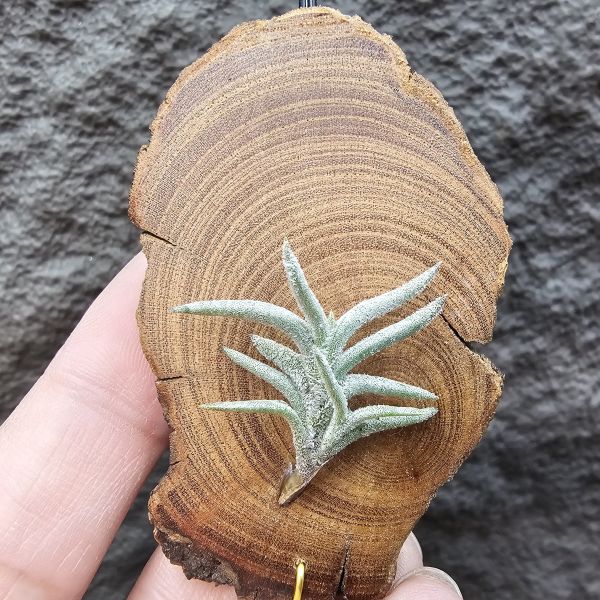 帕姆塔塔/Tillandsia permutata(Europe) 