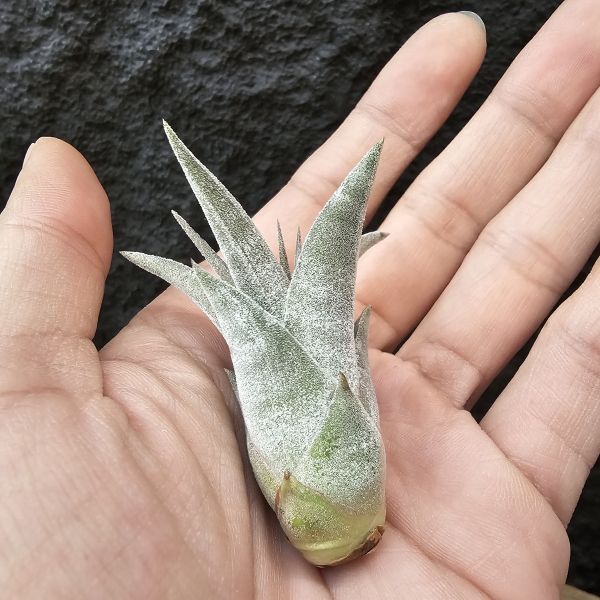 銀飾品(鳥岩)肥肥美芽/Tillandsia Silver Trinket (ionantha × chiapensis) 