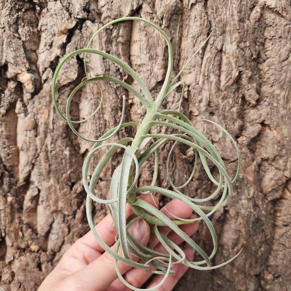 萬家/Tillandsia Wonga 