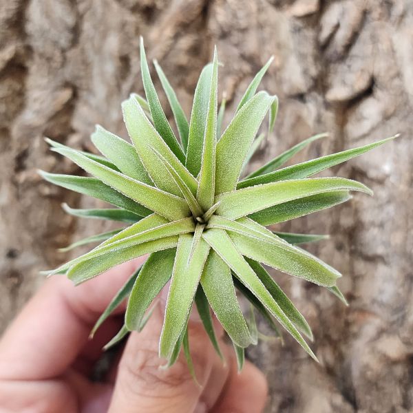 艾瑞克×全紅小精靈/Tillandsia Eric knobloch × Ionantha Rubra 