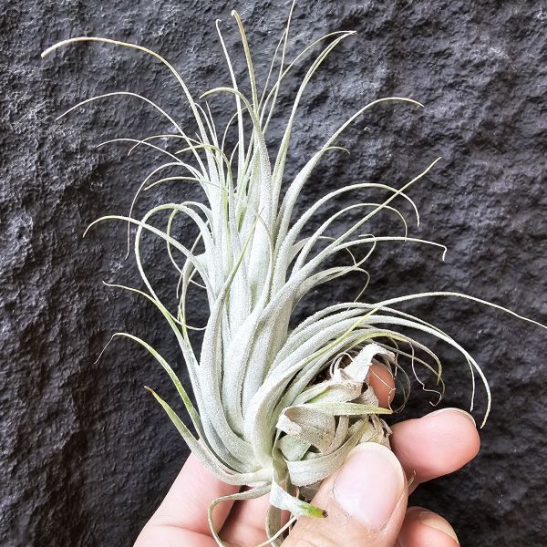 巴西薄紗變異(野採母株後代芽帶大，養非常久穩定植株)/Tillandsia gardneri var. rupicola 