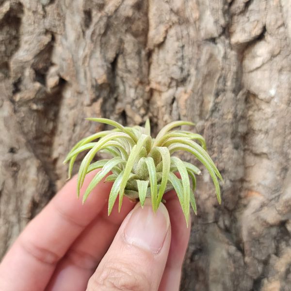 龍精靈(TI)/Tillandsia Ionantha Ron 