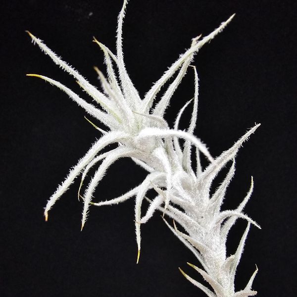 小白龍/Tillandsia stellifera 