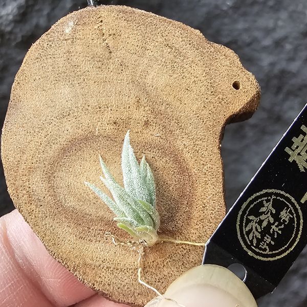 樹猴-實生苗小小的上木可愛一下，長大在請下木吧~/Tillandsia duratii seedling 