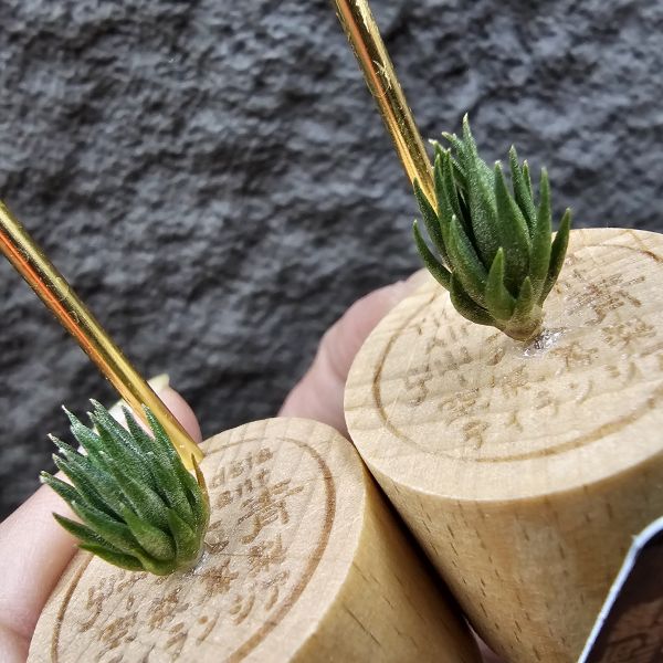 銀冰×海膽(M不挑株)/Tillandsia chiletensis × fuchsii  v. fuchsii 