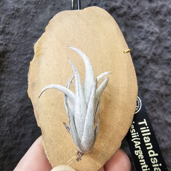 Tillandsia friesii(Argentina)阿根廷長莖型原生種、開桃粉色辦狀花、帶金屬質感、顯紅色 