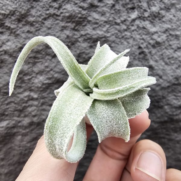 墨西哥電捲(早期毛感很好)/Tillandsia streptophylla Mexico 