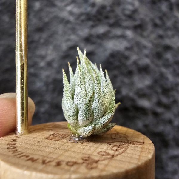 歐洲榛果/Tillandsia ionantha Hazelnut (Europe) 