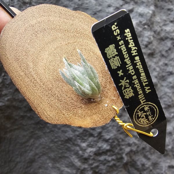 銀冰×雪鵝(開始衝大的尺寸)/Tillandsia chiletensis × SP. 