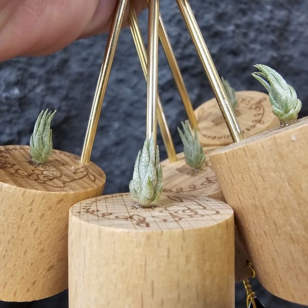 歐洲阿Q × 墨西哥電捲(s不挑株)/Tillandsia arequitae × streptophylla Mexico 