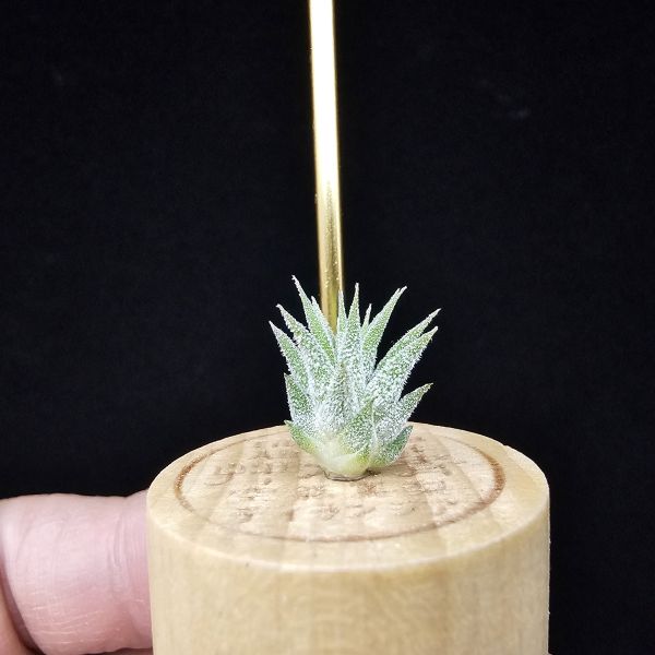二筒小精靈/Tillandsia Two tone(RFI) 