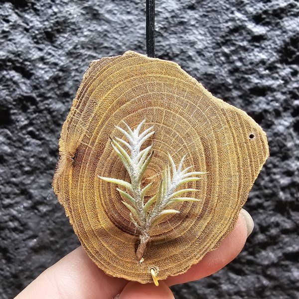卡畢拉瑞斯-小型/Tillandsia capillaris~一款型態感覺上整齊對生、會生長較長型的卡畢、多叢生可參考圖三 