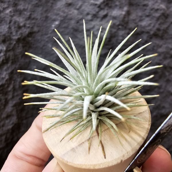 紅花海膽/Tillandsia Argentea 