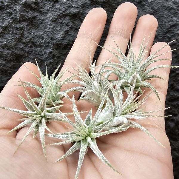 斑馬小精靈-側芽(不挑株出貨)/Tillandsia ionantha zebrina~不同來源植株，斑紋表顯現有差異、圖一為母株供參考~ 