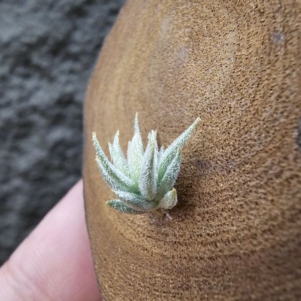 蘿莉(雨林)/Tillandsia loliacea(RFI) 