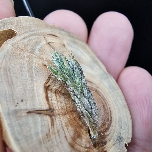 彈頭(阿根廷)/Tillandsia pedicellata(Argentina) 