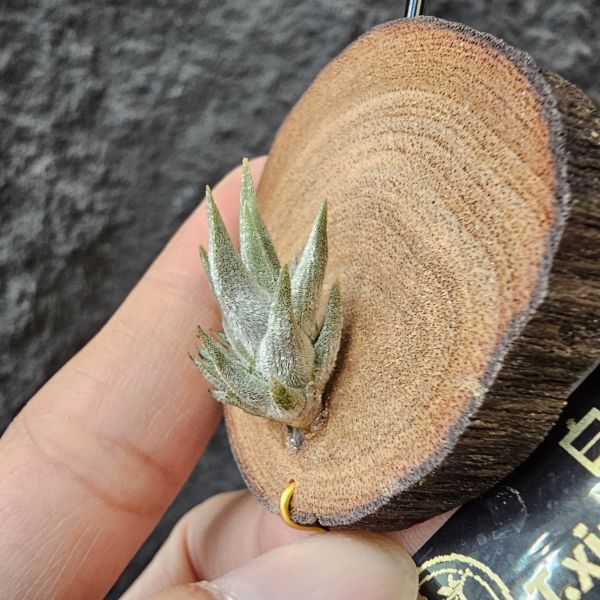 白劍/Tillandsia xiphioides(TI) 