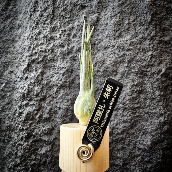 阿里扎・朱莉(含底座)/Tillandsia arhiza-juliae~露養植株無法避免葉傷、介意勿下單！ 