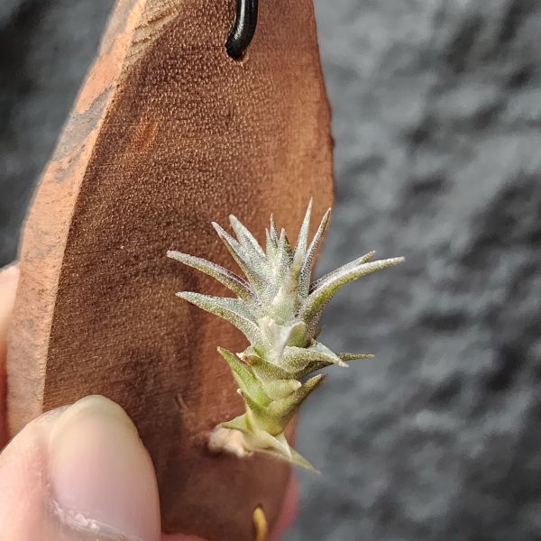 侏儒毒藥-紅色型/Tillandsia Latifolia Enano Red 
