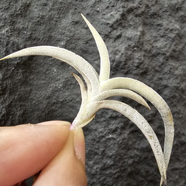 甜不辣/Tillandsia tenebra(Argentina) 