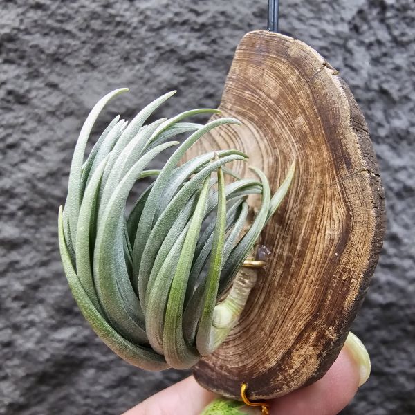 Tillandsia tenuifolia var. saxicola(M+尺寸)紫水晶變異型態較小型個體，與T.tenuifolia Bronze Tip很相似，以來源名稱為主，T.tenuifolia的個體也相當多變，實際上有無個體差異也不好判別，此品未曾見開花過！側上木會呈勾勾的型態相當漂亮！ 