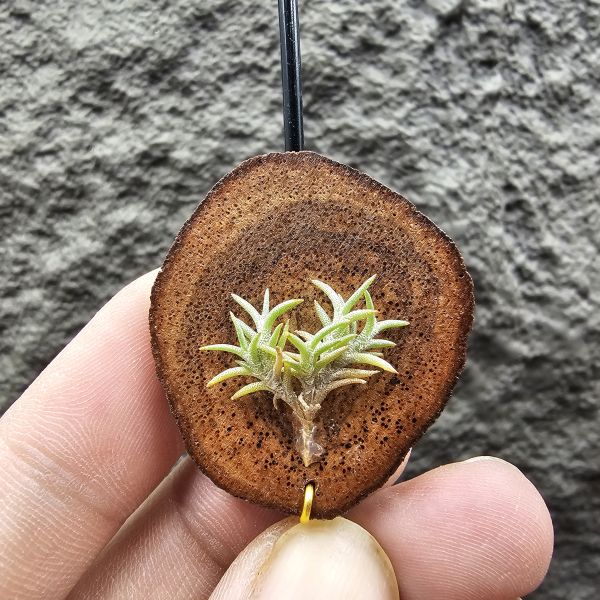 Tillandsia capillaris lottes 