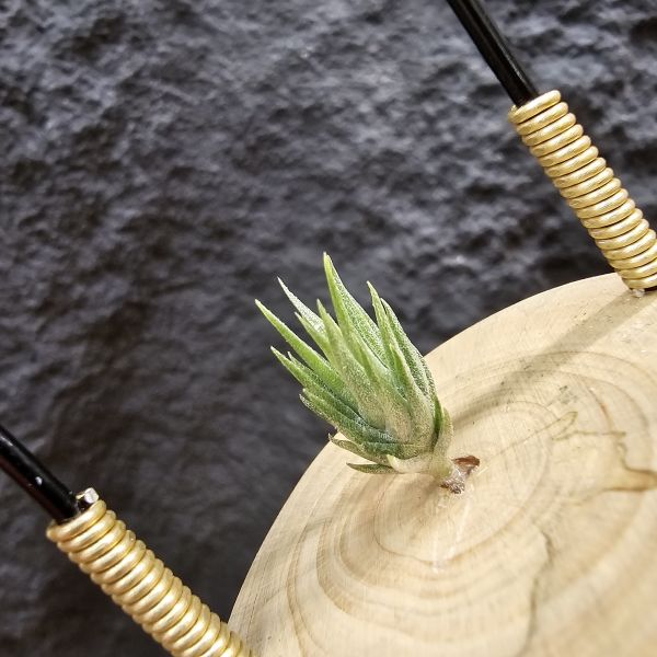 xip黃花× (電捲×子彈)/Tillandsia xiphioides v. lutea × bird rock symmetry 