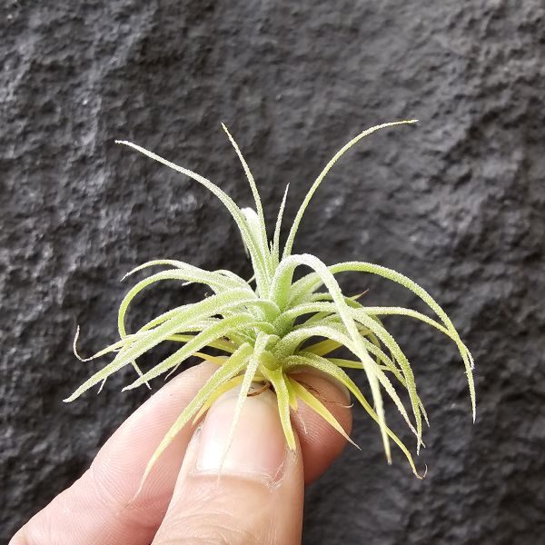 迷你電捲-實生/Tillandsia diguetii 