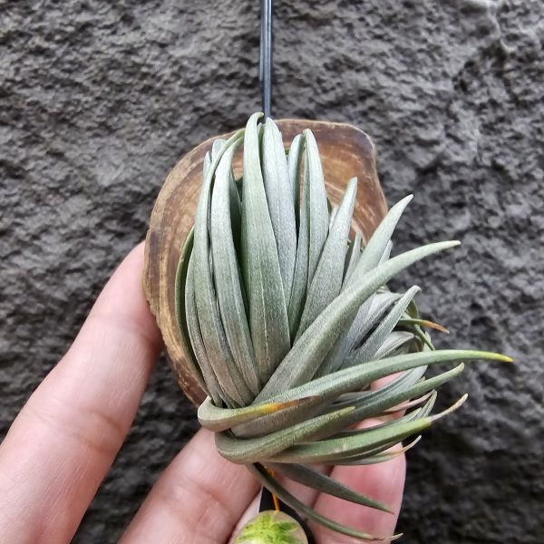 Tillandsia tenuifolia var. saxicola(M++尺寸)紫水晶變異型態較小型個體，與T.tenuifolia Bronze Tip很相似，以來源名稱為主，T.tenuifolia的個體也相當多變，實際上有無個體差異也不好判別，此品未曾見開花過！側上木會呈勾勾的型態相當漂亮！ 