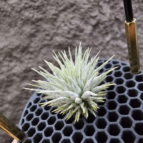熱帶手雷 × 德K榛果(From JoLi)/Tillandsia ionantha Hand Grenade(Tropiflora) × haselnuss(KK) 
