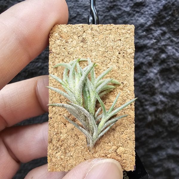 卡畢(阿根廷野採)/Tillandsia capillaris(Argentina) 