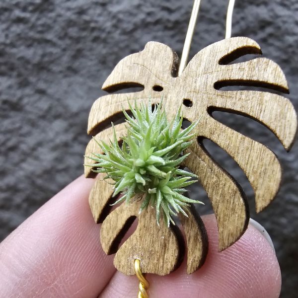 草皮鳳(實生叢)/Tillandsia tricholepis seedling 