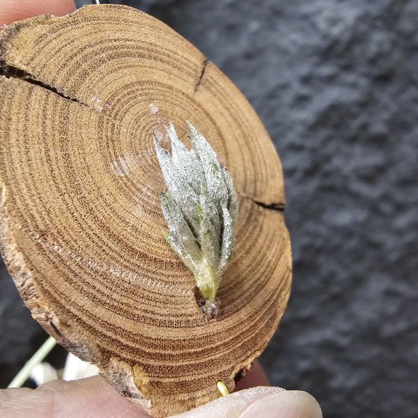 蘿莉閉葉(自然交種)/Tillandsia loliacea close Form(bryoides hybrid) 