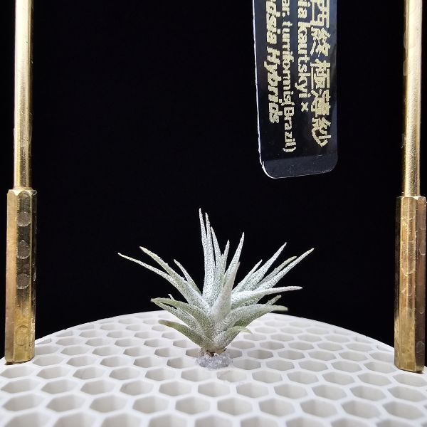 金屬K燒×終極薄紗(巴西野採！)/Tillandsia kautskyi × chapeuensis var. turriformis(Brazil)~金屬質感的K燒，與老玩家都很清楚難養的'巴西野採終薄'交種！圖六較大植株參照！ 