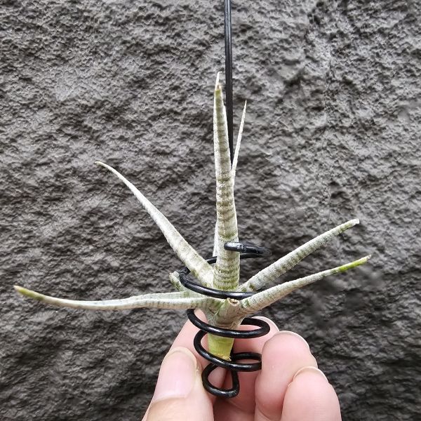 老虎(稀)/Tillandsia Holm's Tiger~台灣沒幾隻的老虎~有點葉傷特價，這價格很優惠！花時間養漂亮~ 