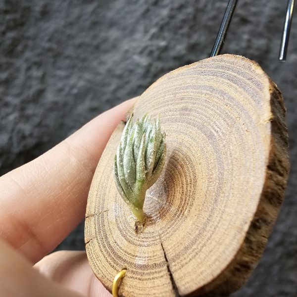 蘿莉閉葉(自然交種)/Tillandsia loliacea close Form(bryoides hybrid) 