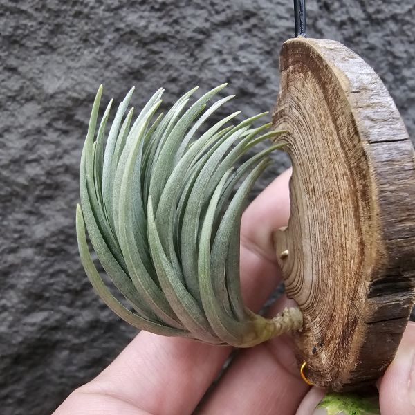 Tillandsia tenuifolia var. saxicola(M++尺寸)紫水晶變異型態較小型個體，與T.tenuifolia Bronze Tip很相似，以來源名稱為主，T.tenuifolia的個體也相當多變，實際上有無個體差異也不好判別，此品未曾見開花過！側上木會呈勾勾的型態相當漂亮！ 