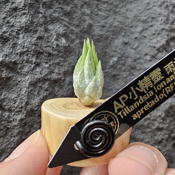 小精靈AP-肌肉型/Tillandsia ionantha apretado(RFI) 