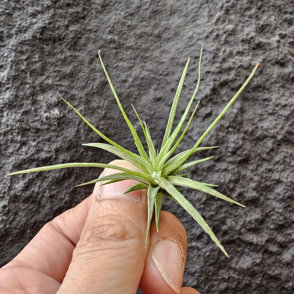 (花×電)×瓜地馬拉小精靈/Tillandsia (intermedia × streptophylla) × ionantha guatemala 