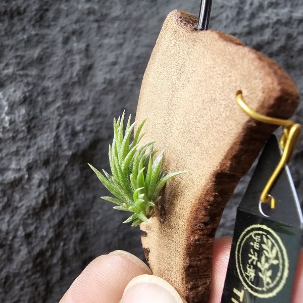 日本第一~小小型、易叢生/Tillandsia Neglecta 
