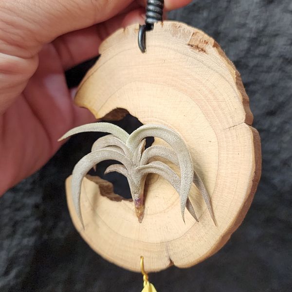 特內布拉(甜不辣)/Tillandsia Tenebra 