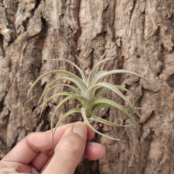 毒藥-密葉型/Tillandsia Latifolia Compact 