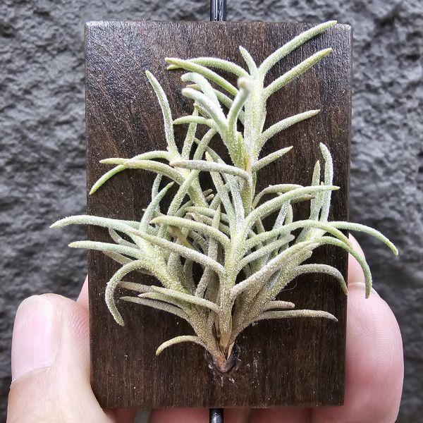 阿根廷野採卡畢/Tillandsia capillaris(Argentina) 